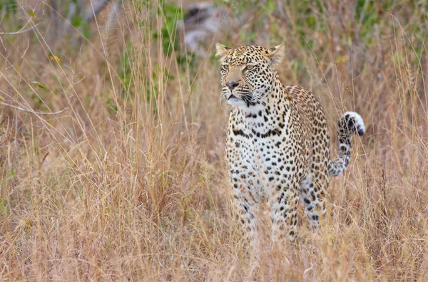 Leopard standing alert in savannah — Stock Photo, Image