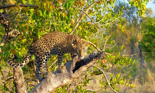 Леопард стоит на дереве — стоковое фото