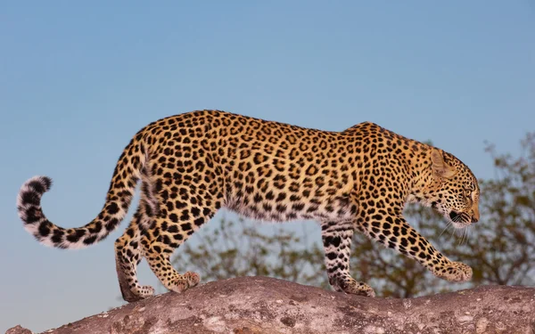 Леопард стоит на дереве — стоковое фото