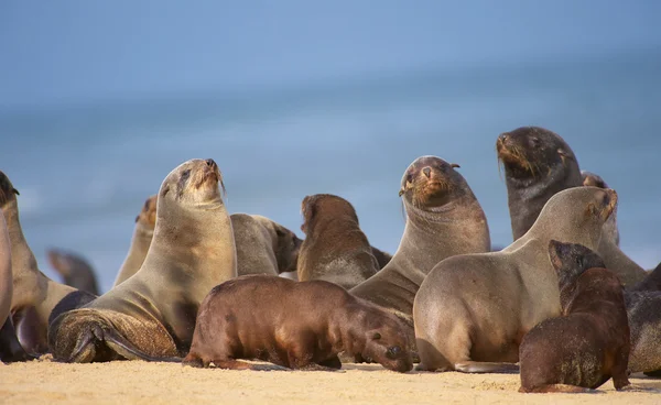 stock image Group of sea lions on the beach