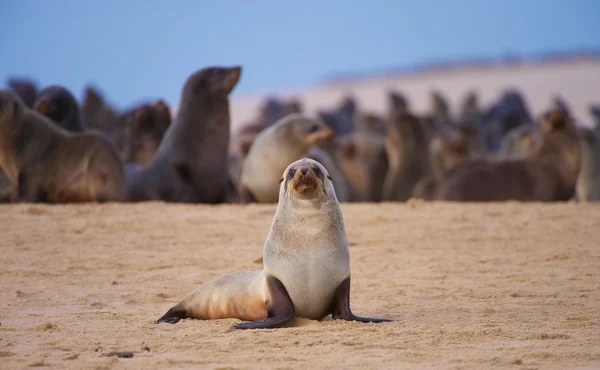 Sahilde deniz aslanları grubu — Stok fotoğraf