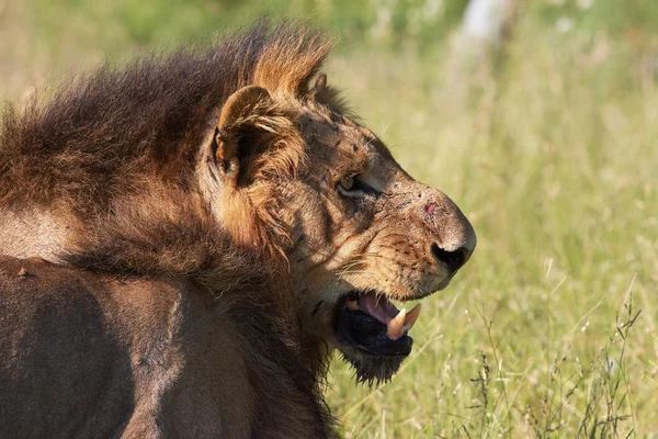 Lion (panthera leo) en savane — Photo