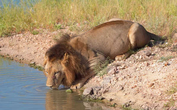Leão solteiro (panthera leo) em savana — Fotografia de Stock