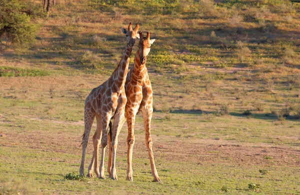 To sjiraffer (Giraffa camelopardalis ) – stockfoto