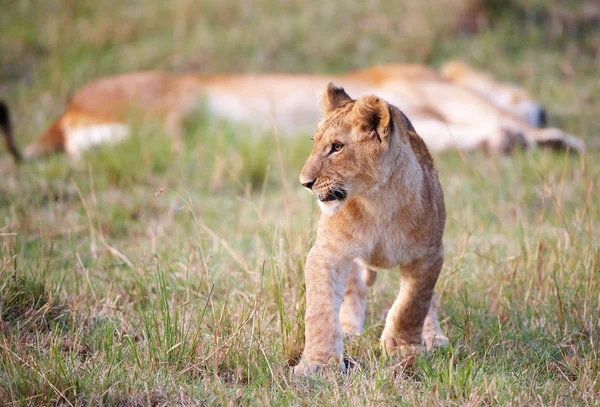 León cachorro (pantera leo) primer plano —  Fotos de Stock