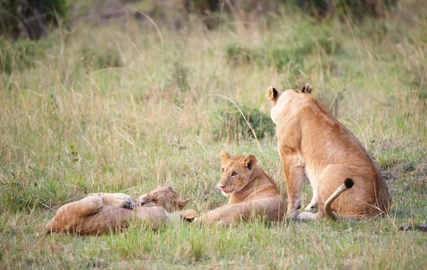 Cachorros leones (pantera leo) con su madre — Foto de Stock
