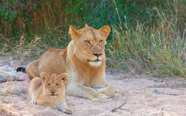 Kölyök oroszlán (panthera leo) a büszkeség — Stock Fotó