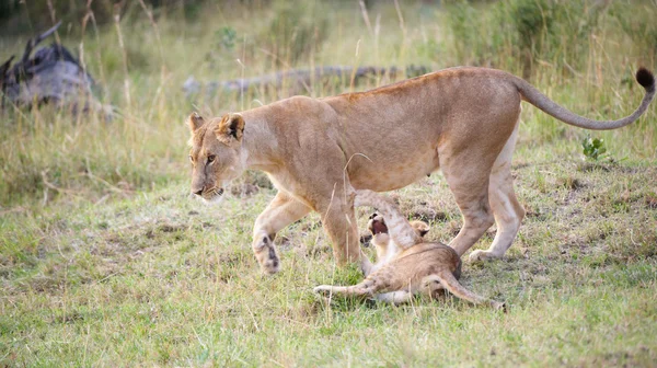 Cub Leeuw (panthera leo) met zijn moeder — Stockfoto