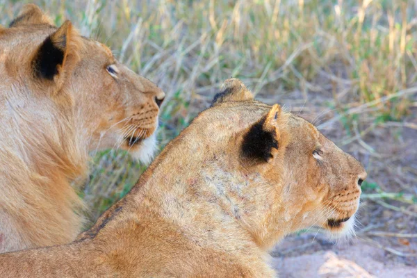 Lions (panthera leo) close-up — Stock Photo, Image