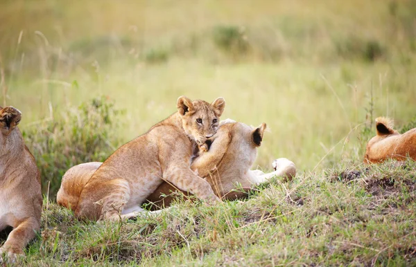 Cub λιοντάρι (panthera leo) close-up — Φωτογραφία Αρχείου