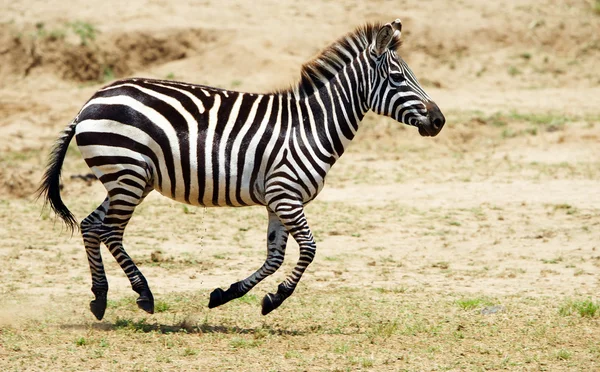 Enda zebra (afrikanska Equid) — Stockfoto