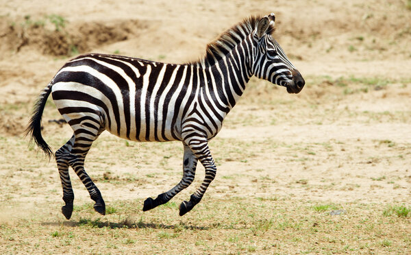 Single zebra (African Equid) running in the nature reserve in South Africa