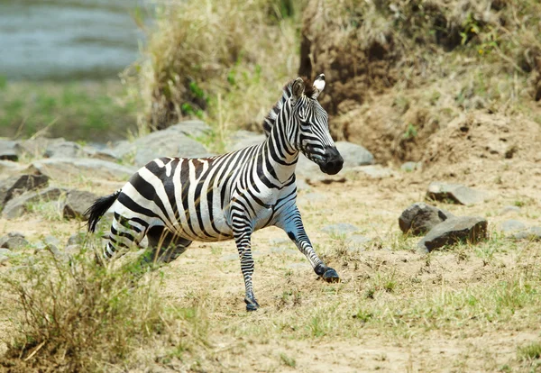 Einzelnes Zebra (afrikanische Einhufer) läuft — Stockfoto