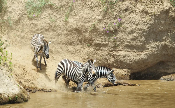 A zebrák (afrikai lóspermának állomány) — Stock Fotó