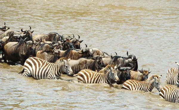 Κοπάδι των ζέβρες (Αφρικανική ιπποειδών) και της Blue Wildebeest (Connochaete — Φωτογραφία Αρχείου