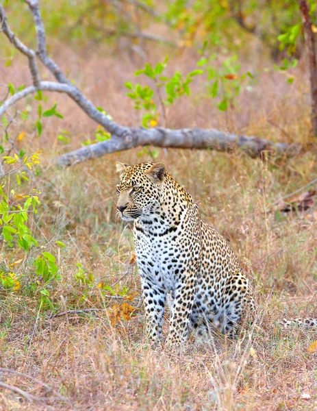Leopardo descansando en sabana —  Fotos de Stock