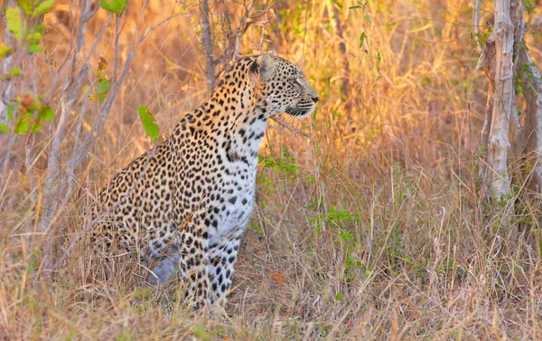 Leopard vilar i savannah — Stockfoto