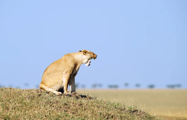 Löwin (Panthera leo) in der Savanne — Stockfoto