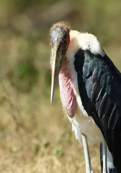 Marabou Stork (Leptoptilos crumeniferus) — Stock fotografie