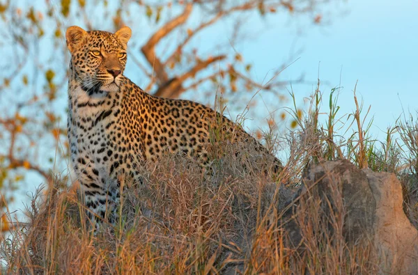 Леопард стоит в Саванне — стоковое фото