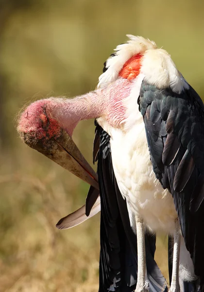 Marabou Stork (Leptoptilos crumeniferus) — Stock Photo, Image