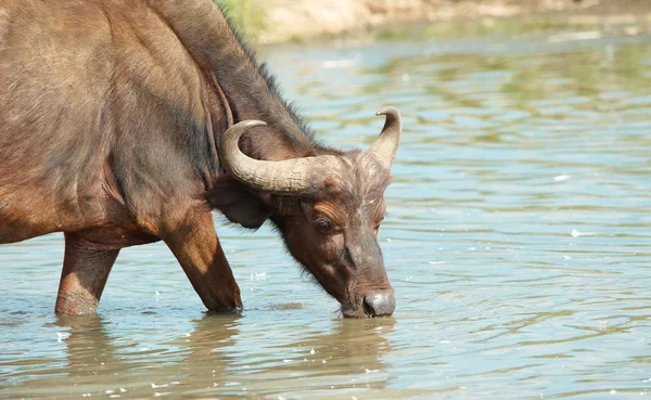 Buffalo (Syncerus caffer) na natureza — Fotografia de Stock
