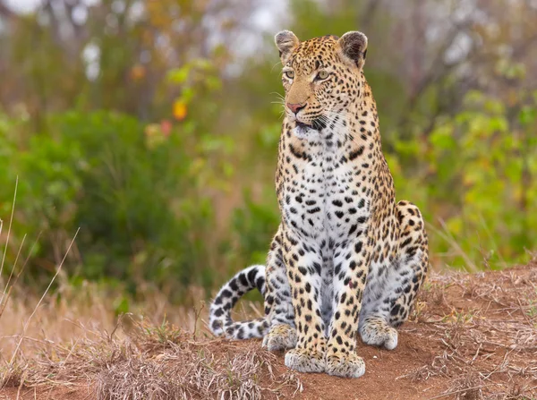 Savannah içinde oturan leopar — Stok fotoğraf
