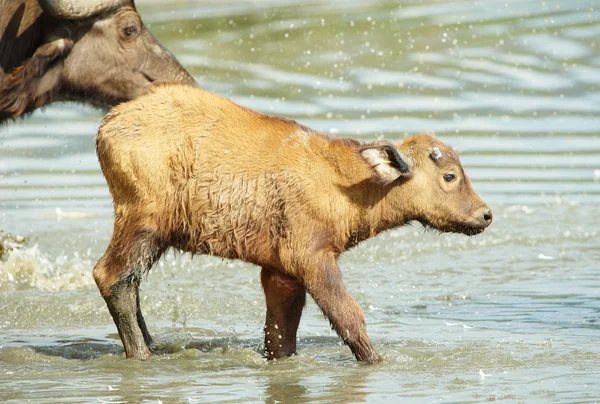 Buffalo (Syncerus caffer) buzağı annesi ile — Stok fotoğraf