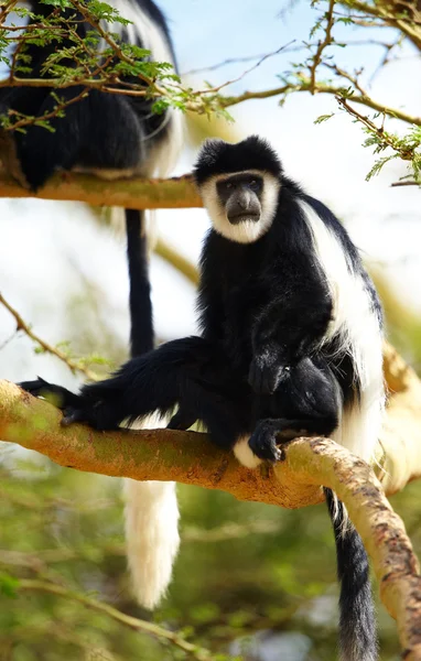 Siyah-beyaz colobus maymunlar — Stok fotoğraf