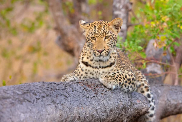 Leopard lying on the tree — Stock Photo, Image
