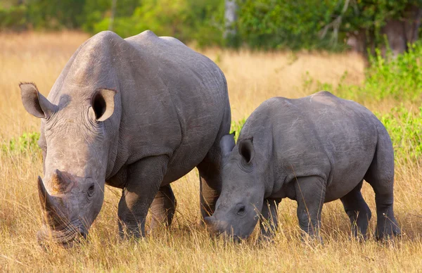 Rinoceronte branco grande com bezerro — Fotografia de Stock
