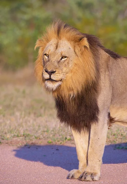 Лев (Panthera leo) крупным планом — стоковое фото