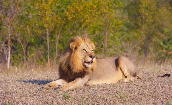 Singa (panthera leo) di padang rumput — Stok Foto