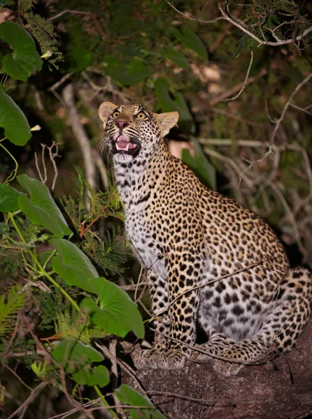 Leopardo sentado en el árbol — Foto de Stock