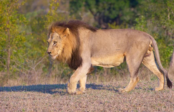 Lion (panthera leo)in savannah — Stock Photo, Image