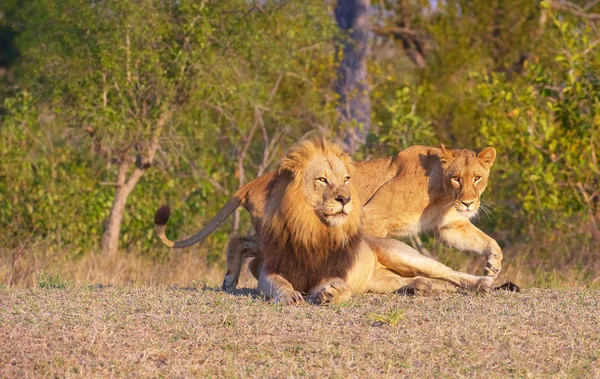 Aslan (panthera leo) ve dişi aslan — Stok fotoğraf