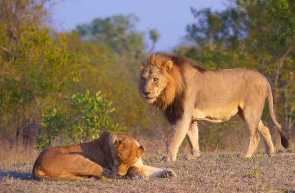 Löwe (Panthera leo) und Löwin — Stockfoto