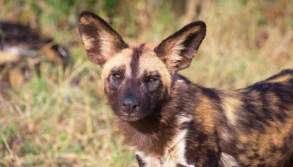 Afrikanischer Wildhund (lycaon pictus)) — Stockfoto
