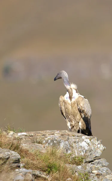 The Cape Griffon or Cape Vulture — Stock Photo, Image