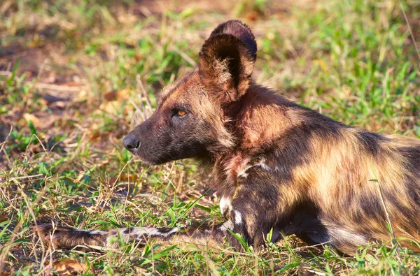 Afrikanischer Wildhund (lycaon pictus)) — Stockfoto