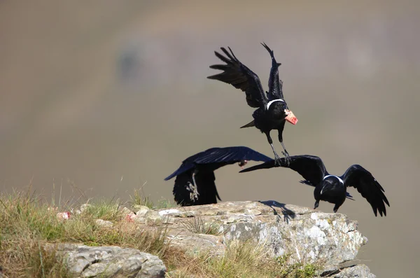 White-necked Ravens — Stock Photo, Image