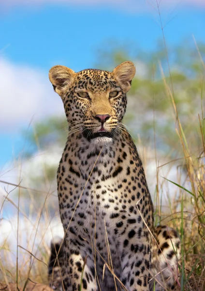Savannah istirahat leopar — Stok fotoğraf
