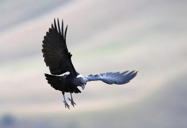 White-necked Raven — Stock Photo, Image