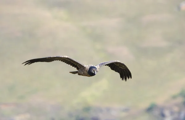 Lammergeyer or Bearded Vulture — Stock Photo, Image