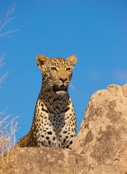 Leopardo descansando sobre a rocha — Fotografia de Stock