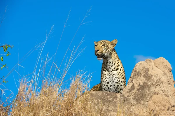 Leopard rusten in savannah — Stockfoto