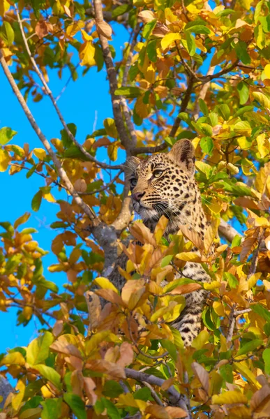Λεοπάρδαλη στέκεται στο δέντρο — Φωτογραφία Αρχείου