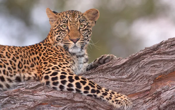 Leopard liggend op de boom — Stockfoto