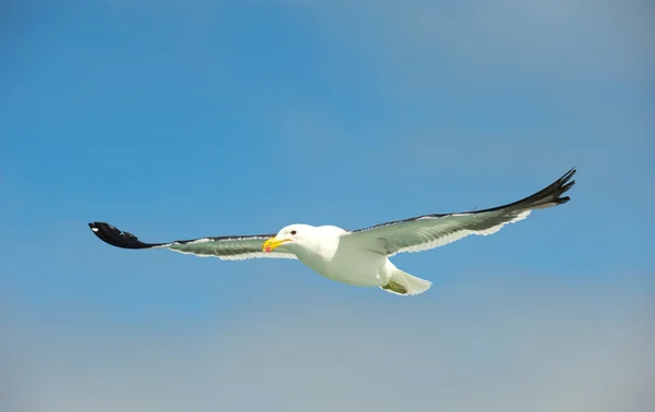 Kap (Kelp) Gull under flygning — Stockfoto