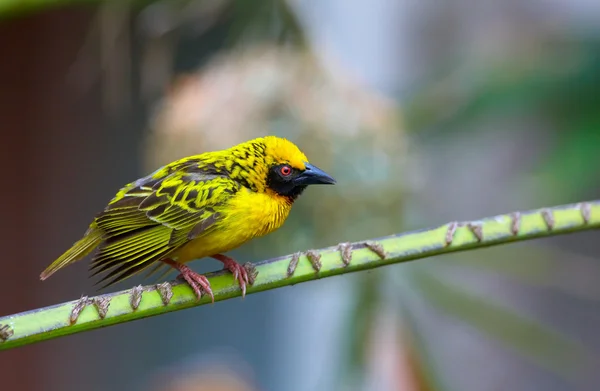 Village (Spotted-backed) Weaver — Stock Photo, Image